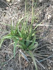Tillandsia belloensis