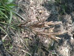 Tillandsia belloensis
