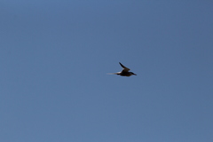 Sterna hirundo hirundo