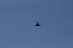 Sterna hirundo hirundo