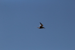 Sterna hirundo hirundo