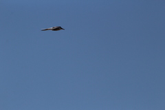 Sterna hirundo hirundo