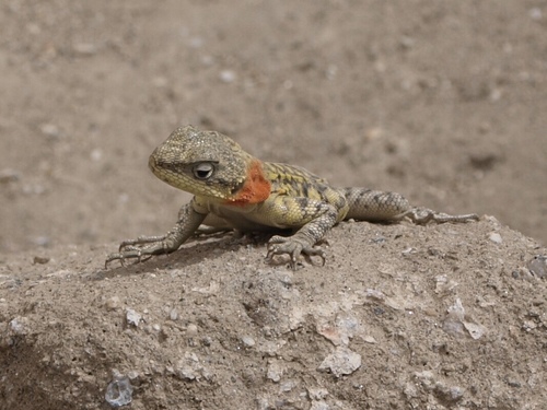Paralaudakia himalayana