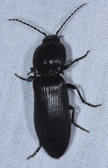 Hemicrepidius