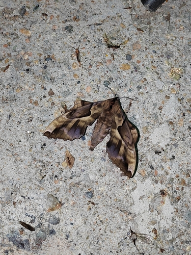 Phyllosphingia dissimilis
