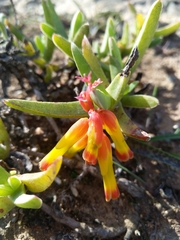 Lachenalia aloides