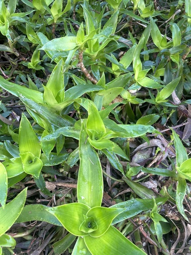 Callisia fragrans