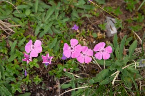 Image of Dianthus alpinus by (c) Philipp Pavelka, some rights reserved (CC BY)