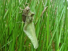 Orthetrum cancellatum