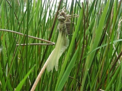 Orthetrum cancellatum