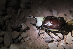 Dynastes grantii