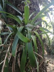 Pseudalcantarea viridiflora