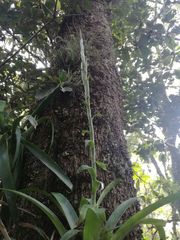 Pseudalcantarea viridiflora