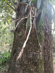 Pseudalcantarea viridiflora