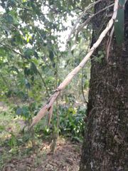 Pseudalcantarea viridiflora