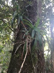 Pseudalcantarea viridiflora