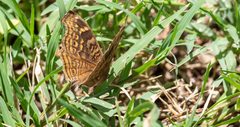 Junonia chorimene