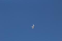 Sterna hirundo hirundo