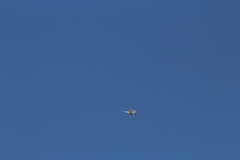 Sterna hirundo hirundo