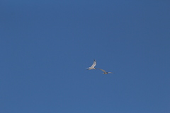 Sterna hirundo hirundo