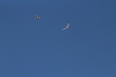 Sterna hirundo hirundo