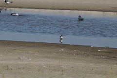 Sterna hirundo hirundo