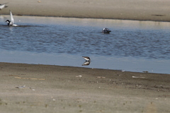 Sterna hirundo hirundo