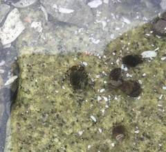 Pagurus hirsutiusculus