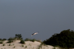 Sterna hirundo hirundo