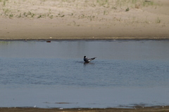 Sterna hirundo hirundo