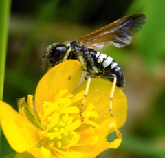 Tenthredo bifasciata violacea