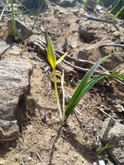 Empodium veratrifolium