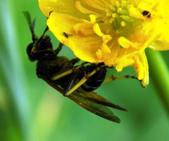 Tenthredo bifasciata violacea