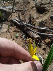 Empodium veratrifolium