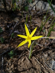 Empodium veratrifolium