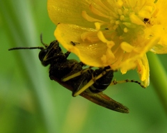 Tenthredo bifasciata violacea