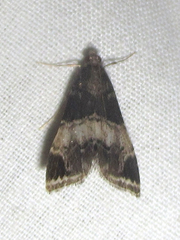 Usingeriessa