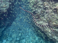 Laticauda laticaudata
