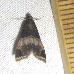 Usingeriessa