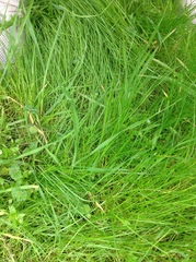 Carex divulsa