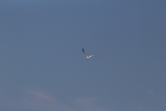 Sterna hirundo hirundo