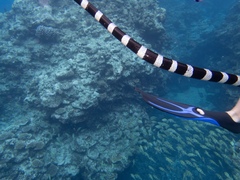Laticauda laticaudata