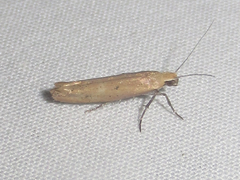 Ypsolopha ochrella