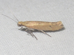 Ypsolopha ochrella