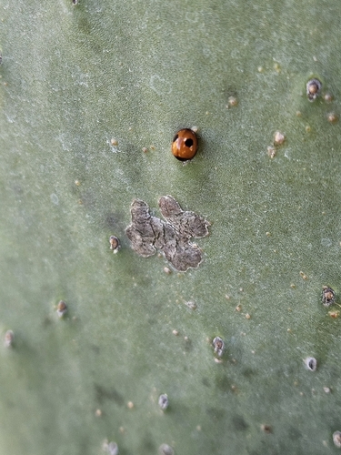 Zagreus bimaculosus
