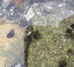 Pagurus hirsutiusculus