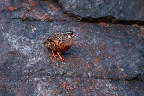 Painted Bush Quail (Perdicula erythrorhyncha), photo 9