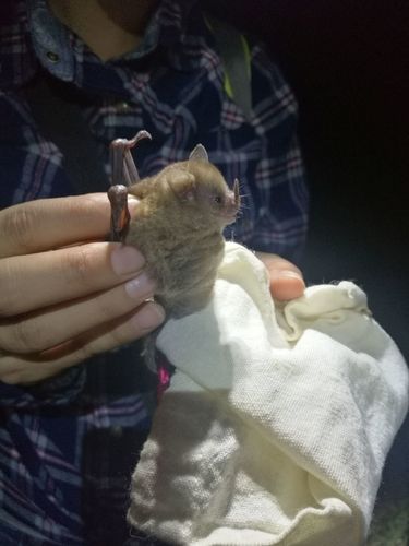 Honduran Yellow-shouldered Bat