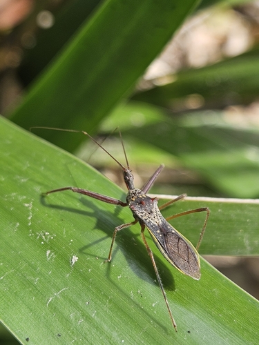 Heza binotata
