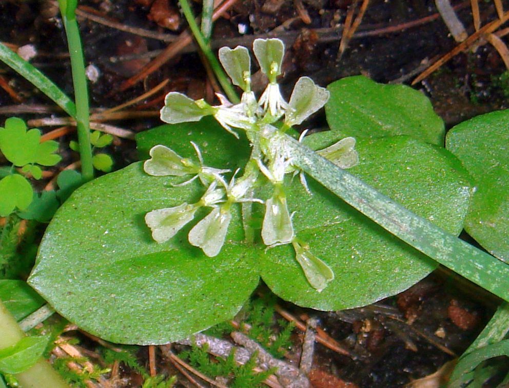 Broad-lipped Twayblade